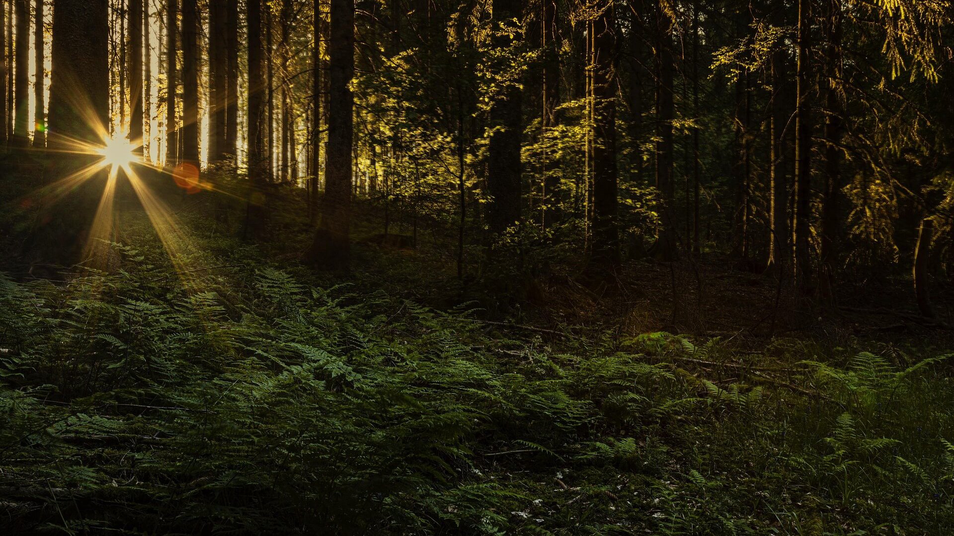 GRIZZ hero background visual